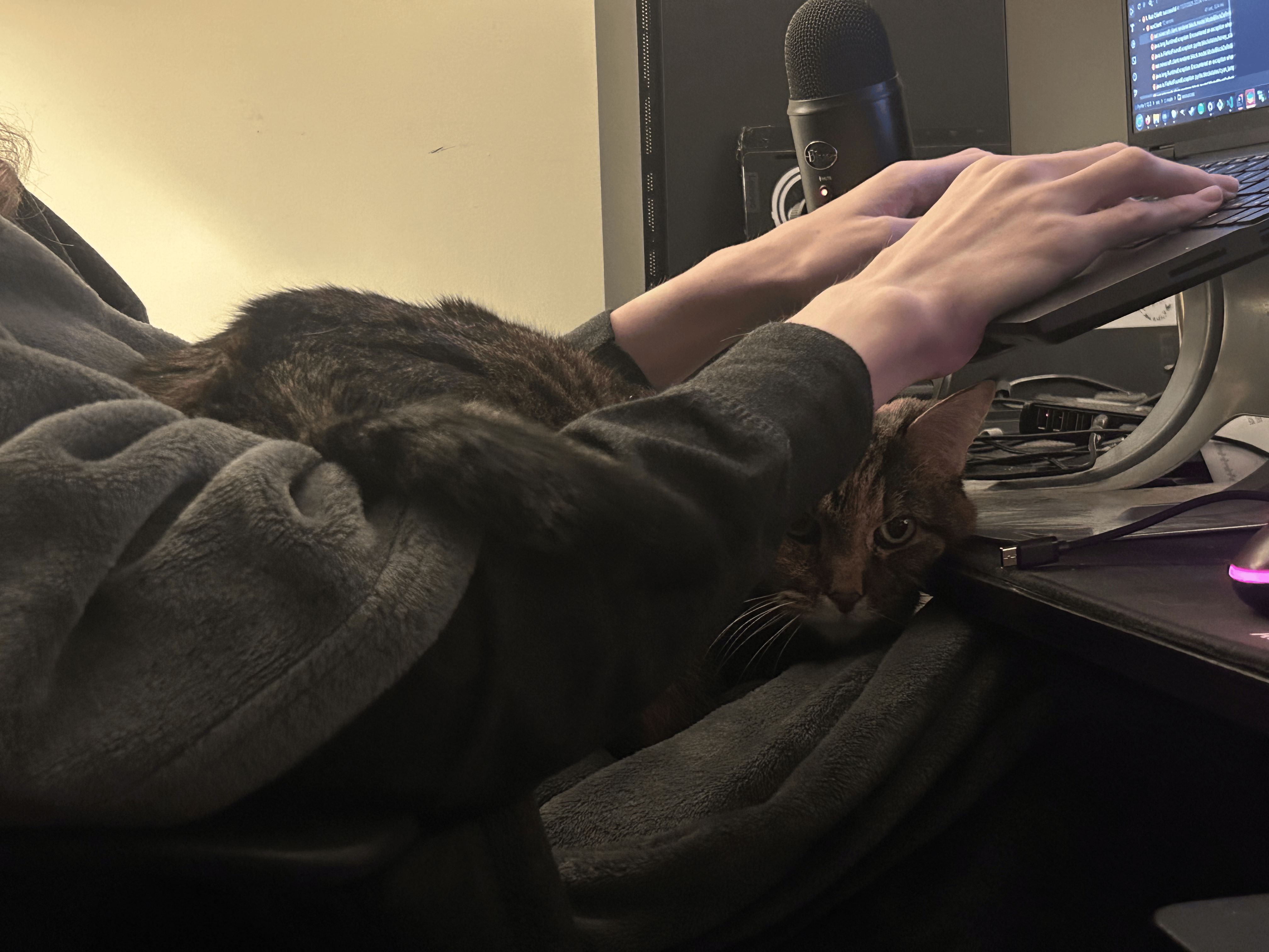 Image of a tabby cat sitting in someone's lap. She is making passive aggressive eye contact.